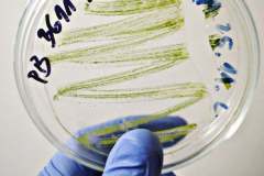 126058615_366632394614702_9204103685933086836_n