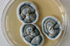 241132877_604566783875077_881202489904510211_n