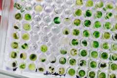 241136498_597384744637768_3647400171372996695_n